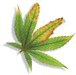 Ayurveda decorative element